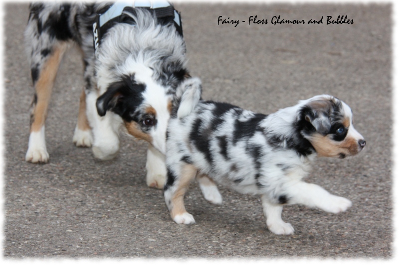 Mini Aussie Welpe - 33. Tag