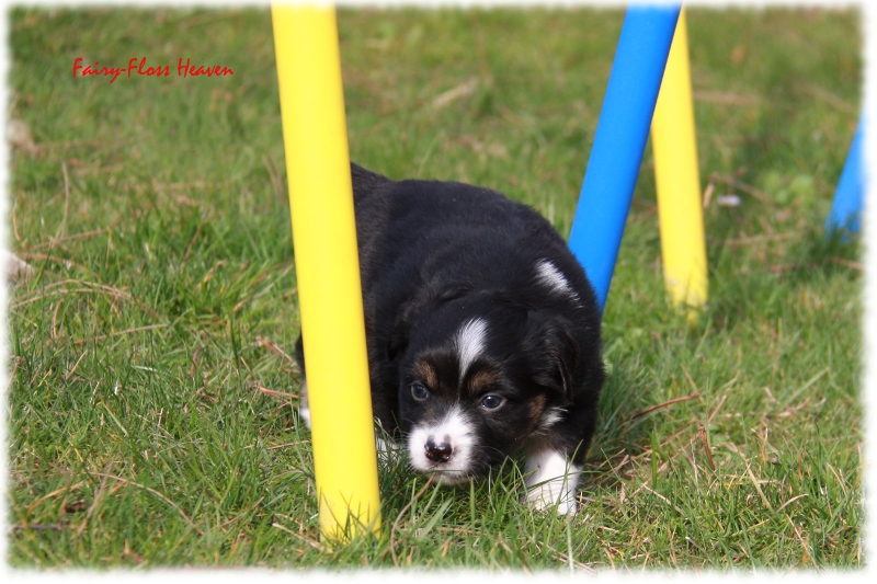 Mini Aussie Welpe - 33. Tag