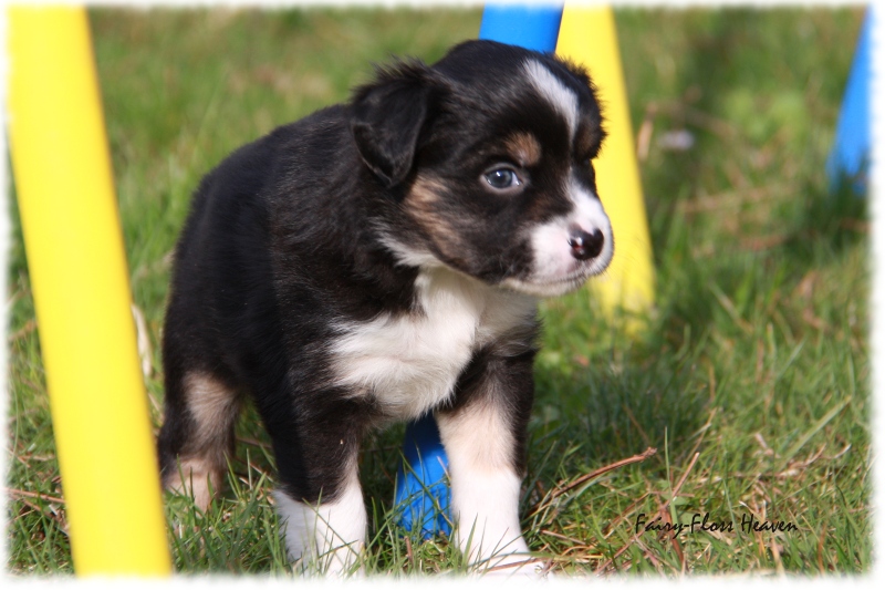 Mini Aussie Welpe - 33. Tag