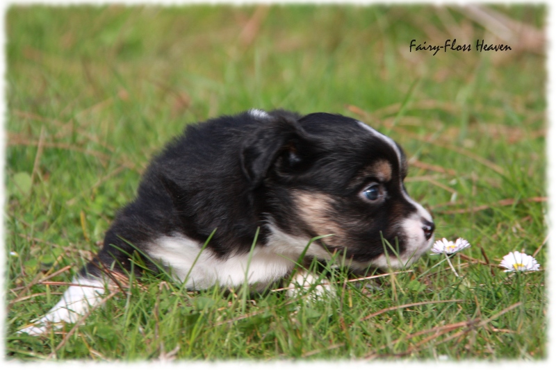 Mini Aussie Welpe - 33. Tag