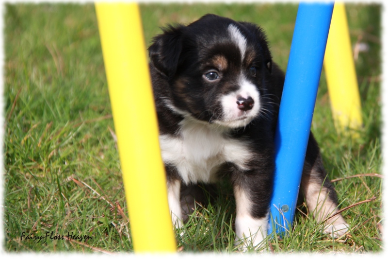 Mini Aussie Welpe - 33. Tag