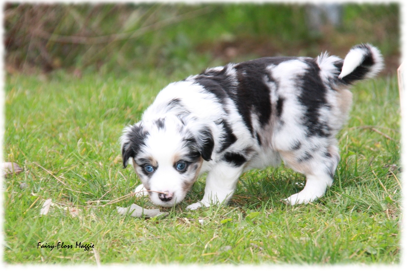 Mini Aussie Welpe - 33. Tag