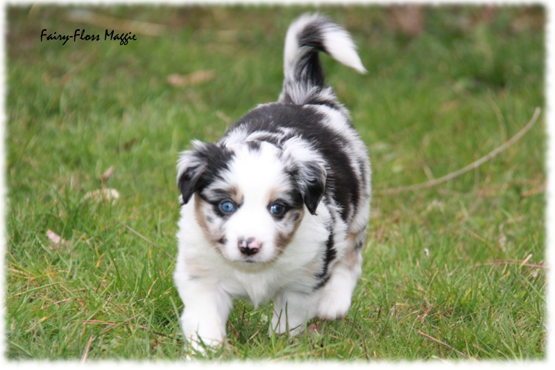 Mini Aussie Welpe - 33. Tag