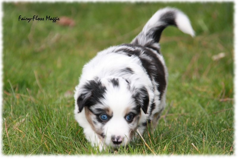 Mini Aussie Welpe - 33. Tag