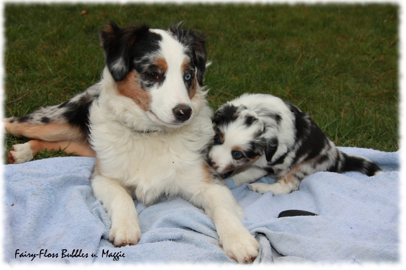 Mini Aussie Welpe - 33. Tag