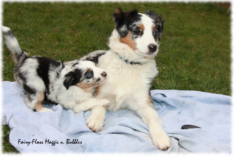 Mini Aussie Welpe - 33. Tag