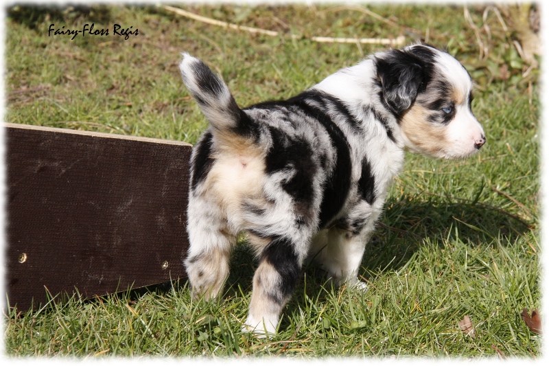 Mini Aussie Welpe - 33. Tag