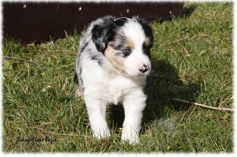 Mini Aussie Welpe - 33. Tag