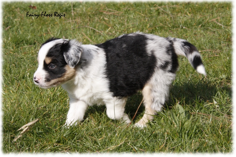 Mini Aussie Welpe - 33. Tag