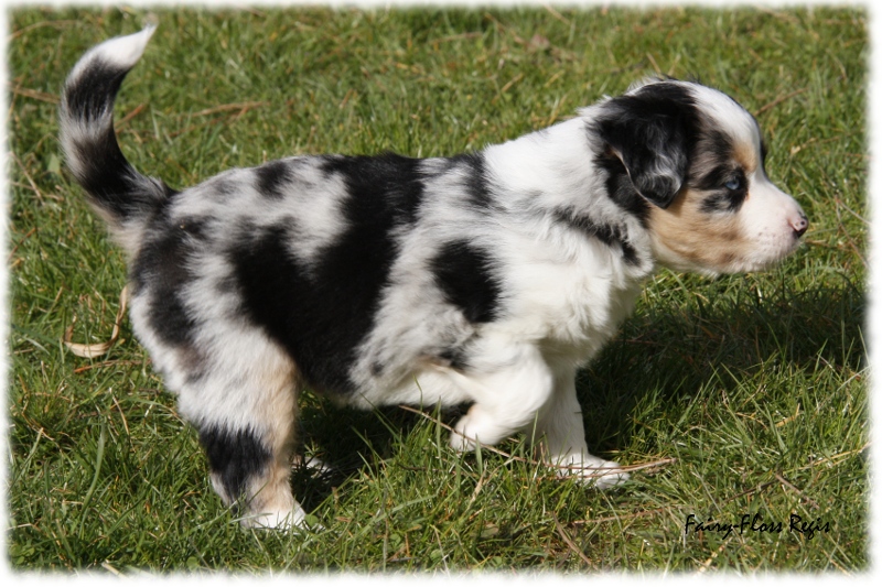 Mini Aussie Welpe - 33. Tag