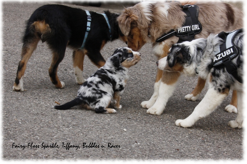 Mini Aussie Welpe - 33. Tag