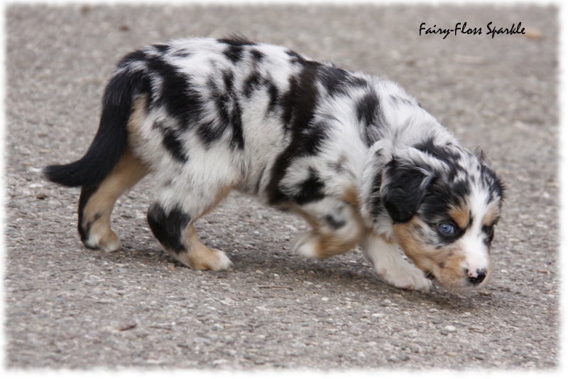 Mini Aussie Welpe - 33. Tag