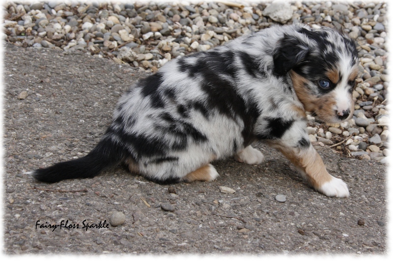 Mini Aussie Welpe - 33. Tag