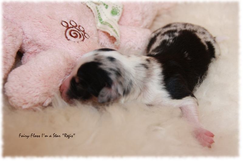 Mini Aussie Welpe - 1. Tag