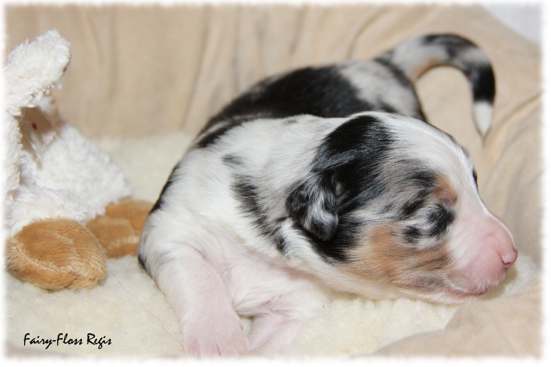 Mini Aussie Welpe - 12. Tag