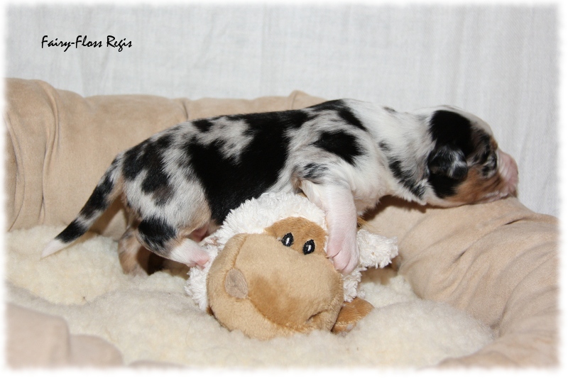 Mini Aussie Welpe - 12. Tag