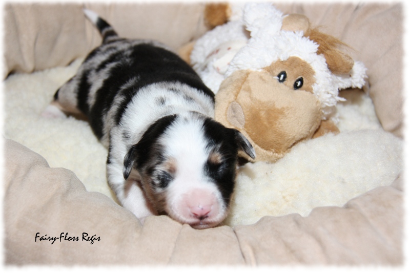 Mini Aussie Welpe - 12. Tag