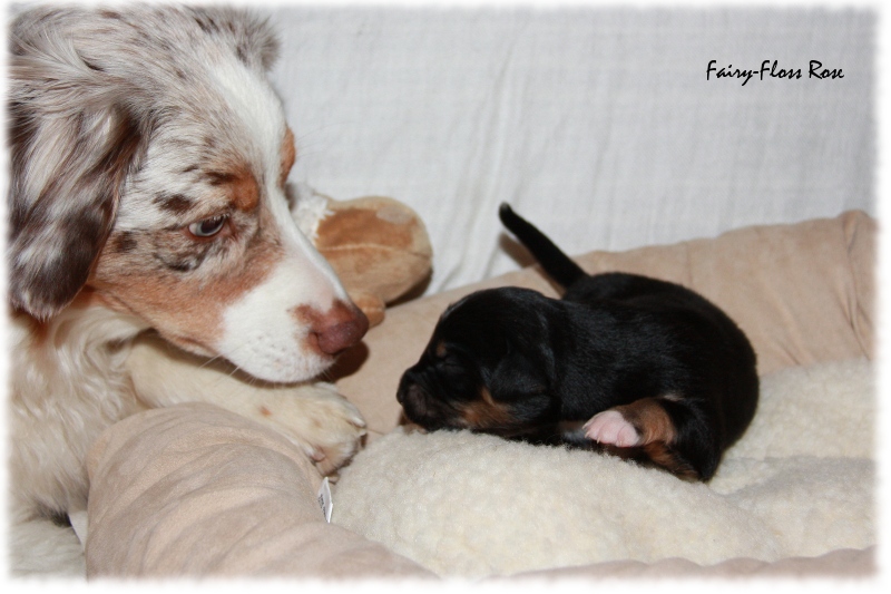 Mini Aussie Welpe - 12. Tag