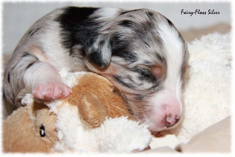 Mini Aussie Welpe - 12. Tag