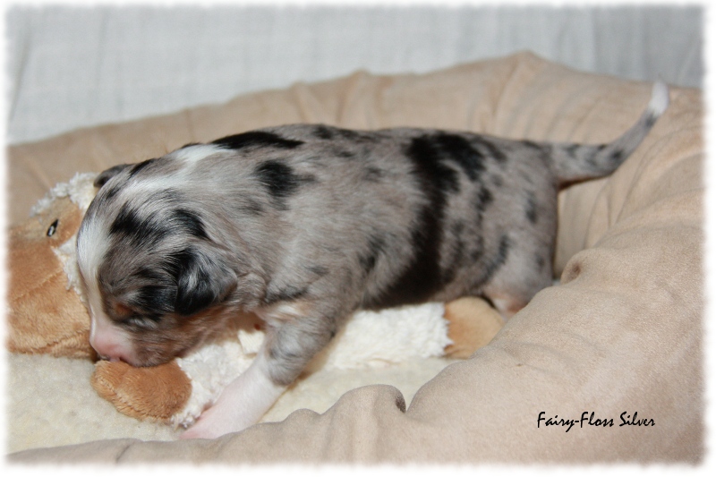 Mini Aussie Welpe - 12. Tag