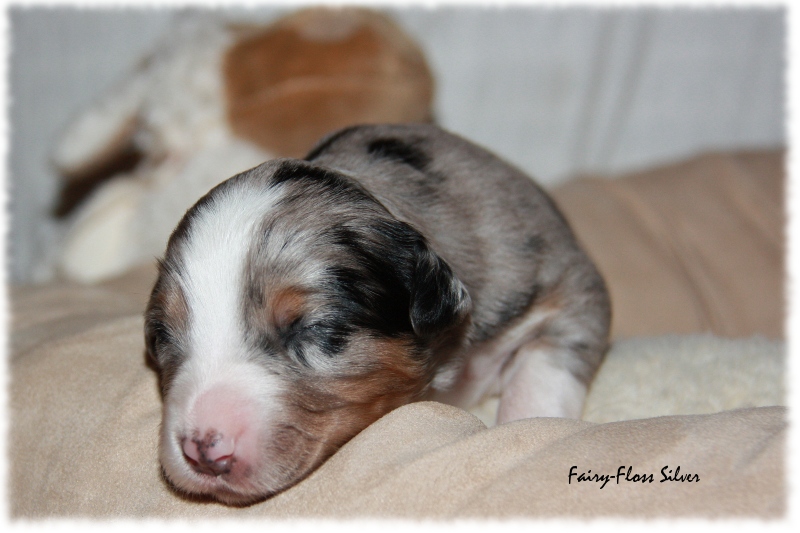 Mini Aussie Welpe - 12. Tag