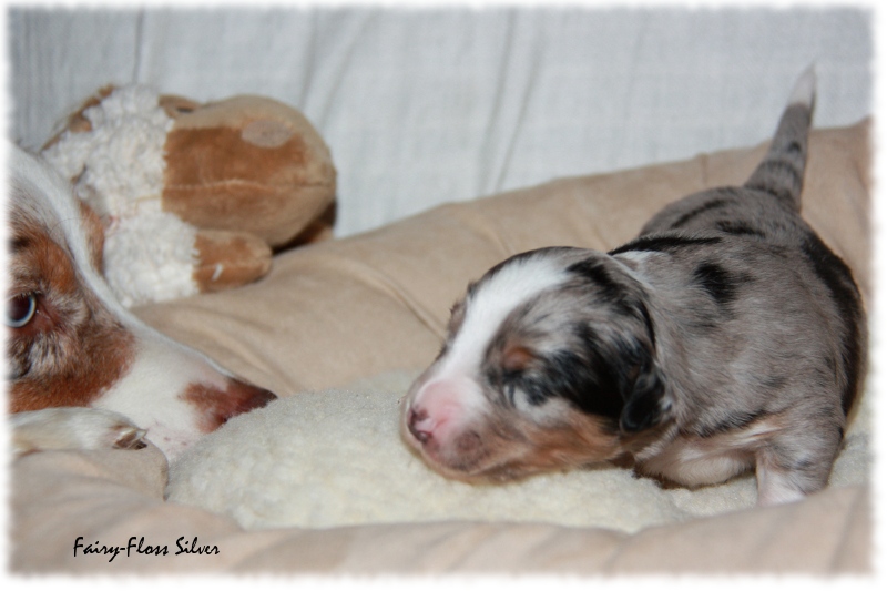 Mini Aussie Welpe - 12. Tag