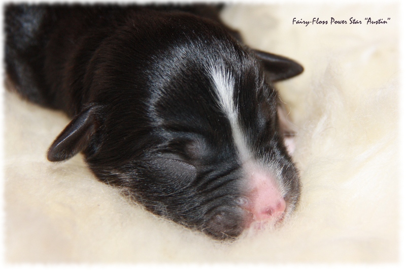 Mini Aussie Welpe - 1. Tag