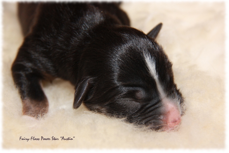 Mini Aussie Welpe - 1. Tag