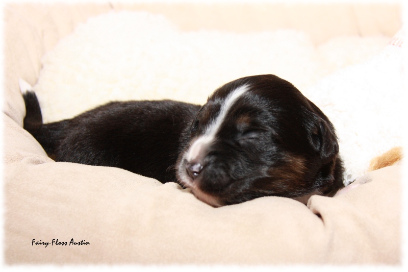 Mini Aussie Welpe - 12. Tag