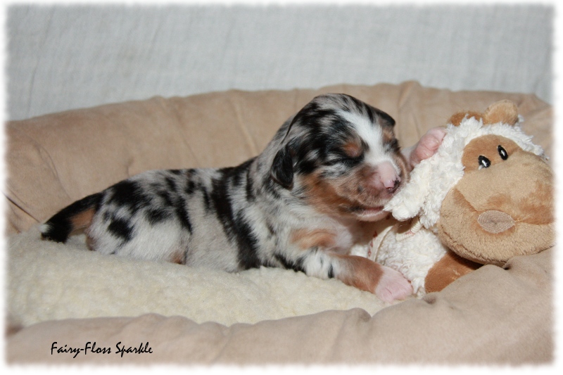 Mini Aussie Welpe - 12. Tag