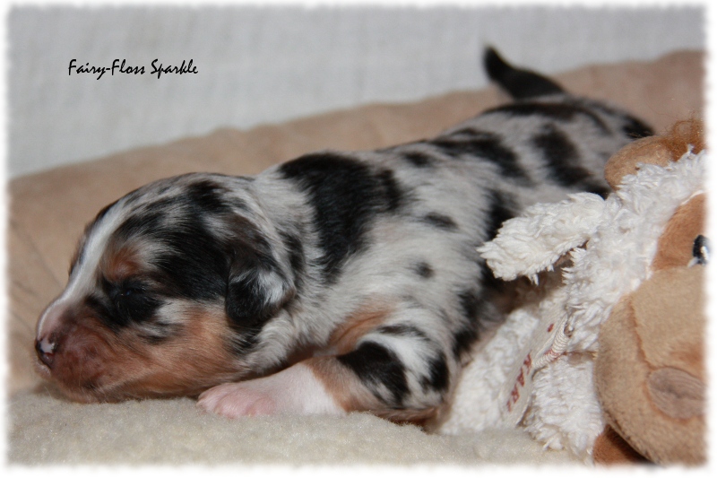 Mini Aussie Welpe - 12. Tag