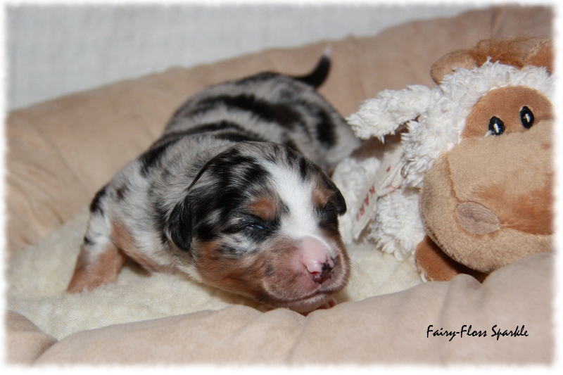 Mini Aussie Welpe - 12. Tag