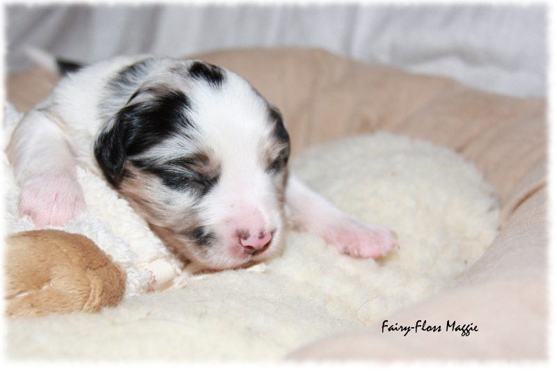 Mini Aussie Welpe - 12. Tag