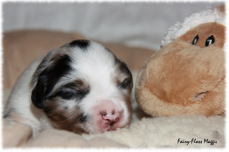 Mini Aussie Welpe - 12. Tag