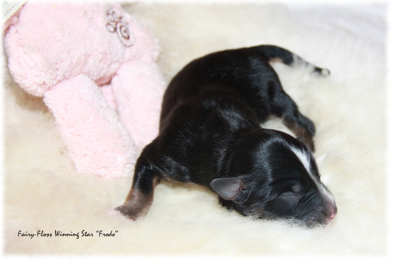 Mini Aussie Welpe - 1. Tag