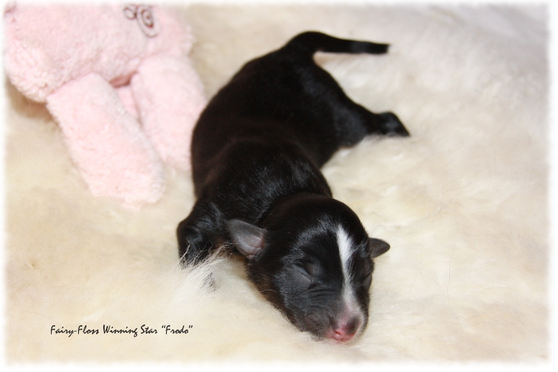 Mini Aussie Welpe - 1. Tag