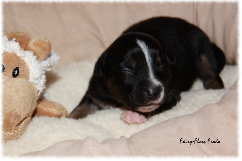 Mini Aussie Welpe - 12. Tag