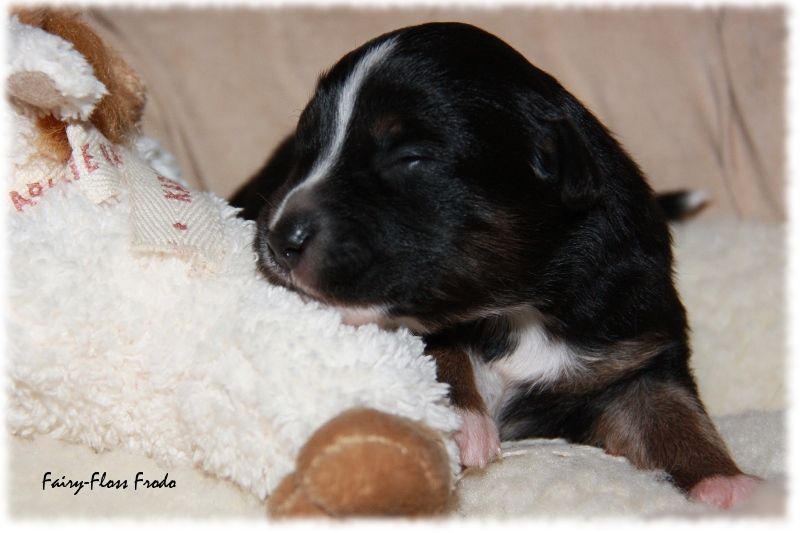 Mini Aussie Welpe - 12. Tag