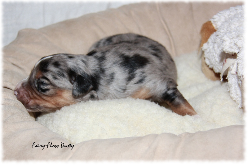 Mini Aussie Welpe - 12. Tag