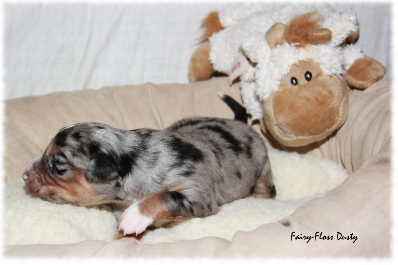 Mini Aussie Welpe - 12. Tag