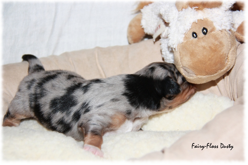 Mini Aussie Welpe - 12. Tag