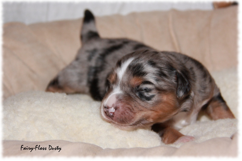 Mini Aussie Welpe - 12. Tag