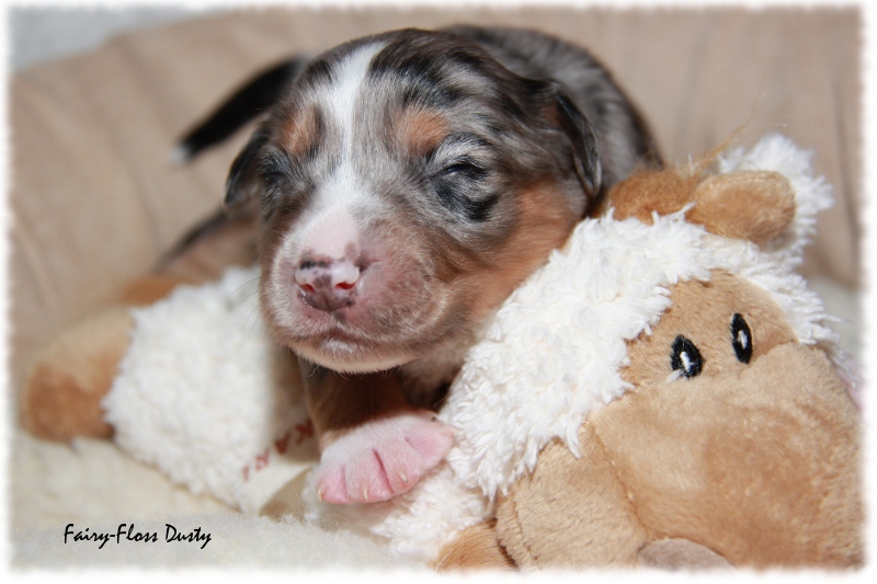 Mini Aussie Welpe - 12. Tag