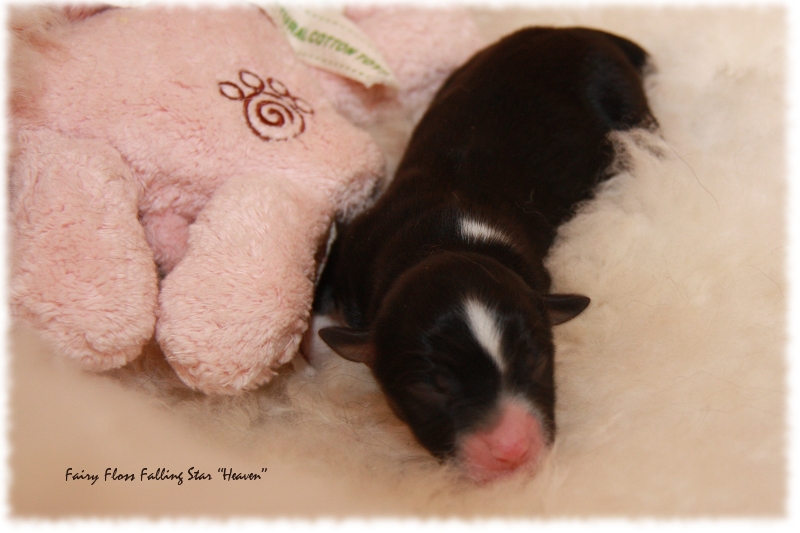 Mini Aussie Welpe - 1. Tag