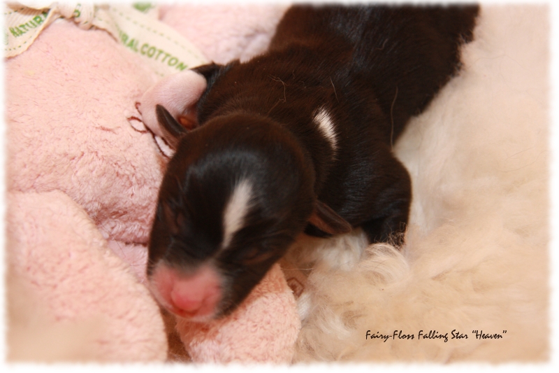 Mini Aussie Welpe - 1. Tag