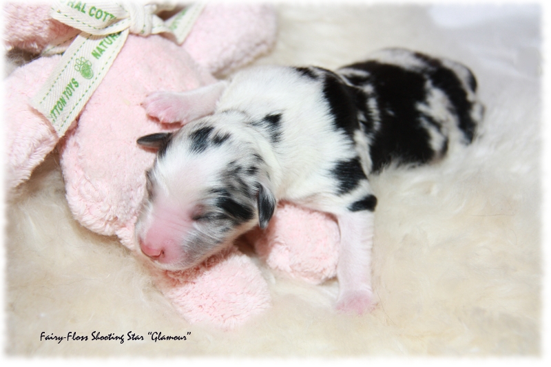 Mini Aussie Welpe - 1. Tag