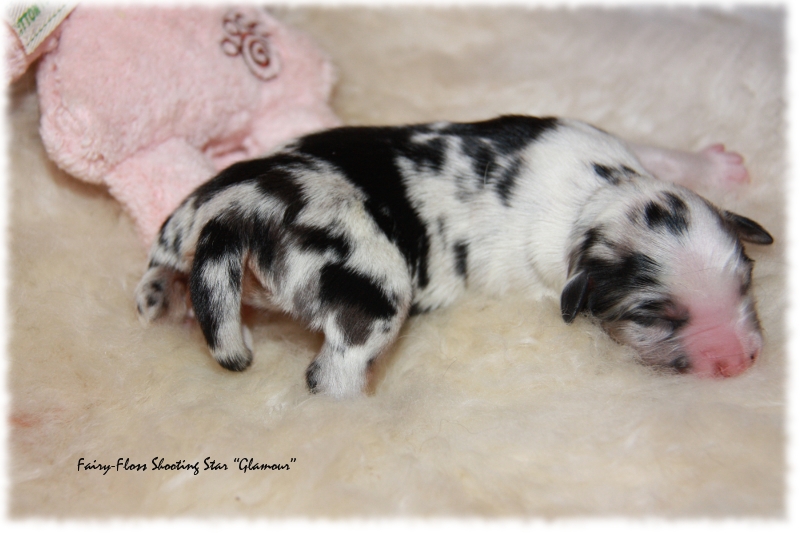 Mini Aussie Welpe - 1. Tag