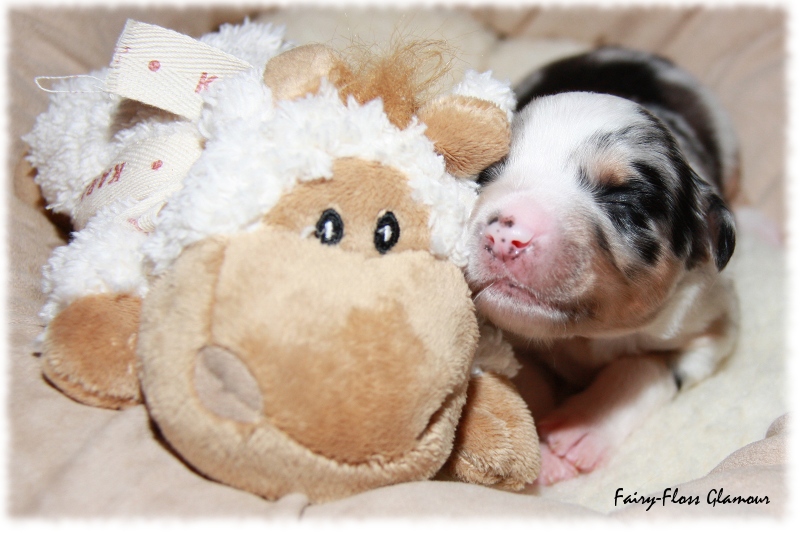 Mini Aussie Welpe - 12. Tag