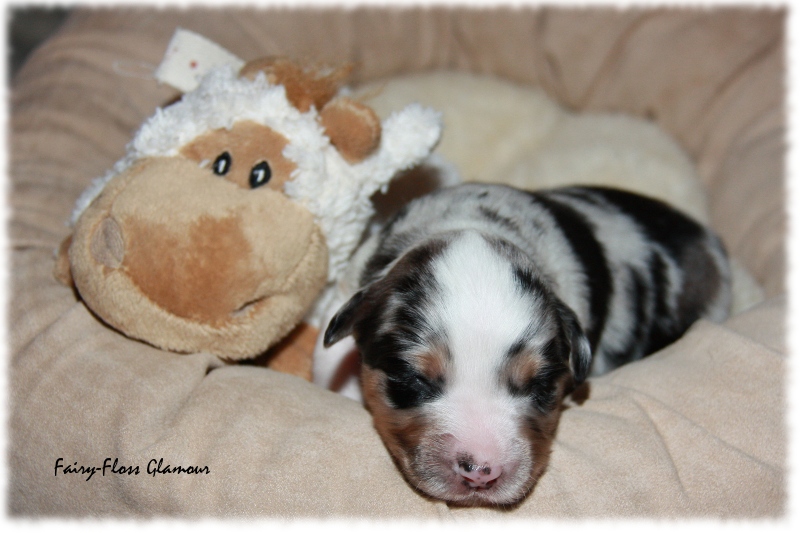 Mini Aussie Welpe - 12. Tag