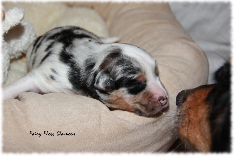 Mini Aussie Welpe - 12. Tag